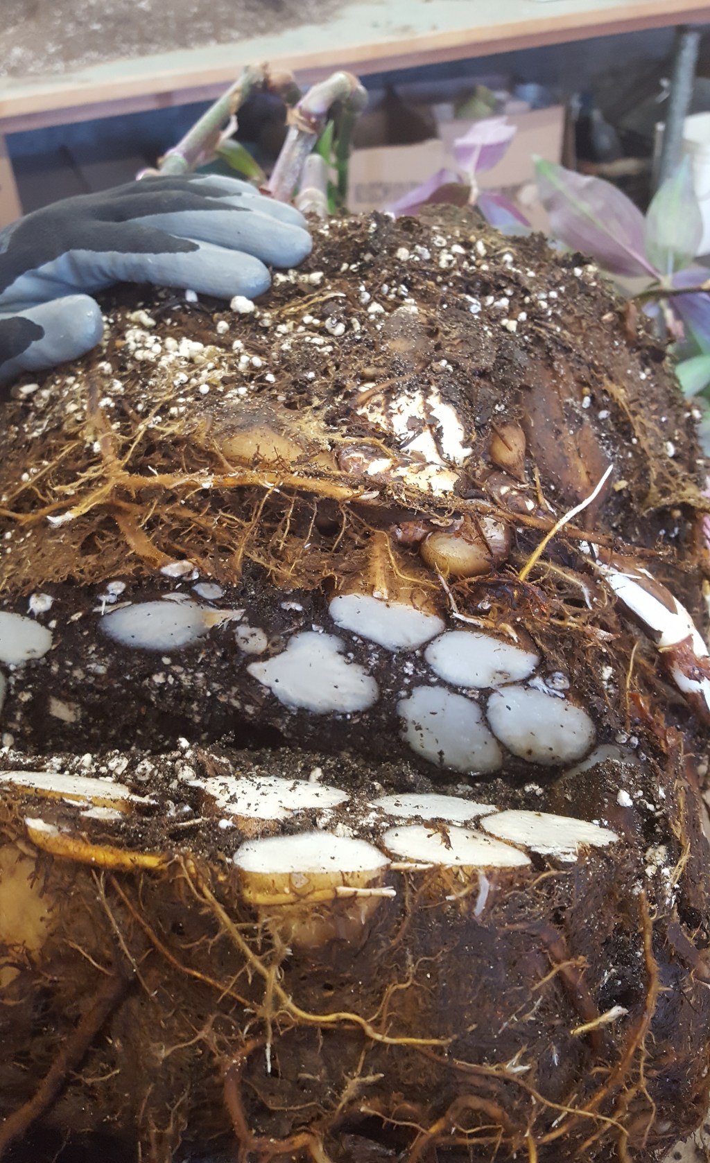 Root Pruning Of Potted Plants