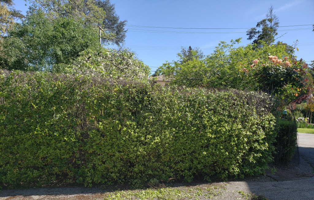 Hedge Renovation: Gardens and Scale